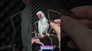 거봉간식#목도리앵무새#앵무새#parrot#먹방#간식#코…