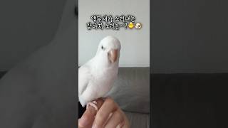 앵무새가 소리내는 강아지소리~ 넘 귀엽지 않나요? #앵…