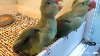 대본청앵무새분양(Alexandrine Parrot)