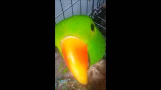 self injury Eclectus parrot th…
