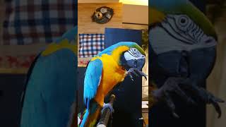 말하는 앵무새 《청포도》안녕!!