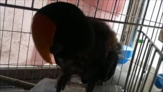 self injury Eclectus parrot th…