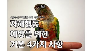 앵무새 자해 행동문제 교정 사례#1/코뉴어 자해 행동 100일 후 변화
