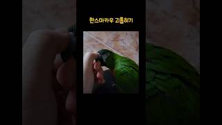 앵무새 귀찮게 하는 앵집사 #앵무새 #반려동물 #빈려앵…