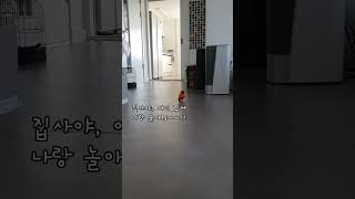 앵무새 망고의, 집사 찾아 삼만리