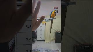 멀리서 하이파이브 시켜보기 #청금강 #청금강앵무새 #마…