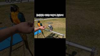 #회색앵무 의 개인기 구경하기(with 청금강 태백) …