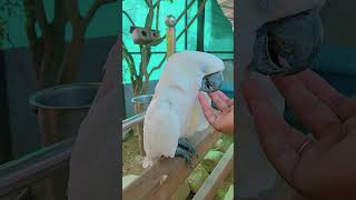 Adorable cockatoo ❤️ #birds #parrot #shorts #viral #cockatoo