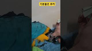 머리 긁어줘서 기분좋은 루카 #parrot #앵무새 #macaw #마카우 #청금강 #청금강앵무새 #animal #동물