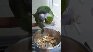 왕두. 한스마카우 . 좋아하는 사료.