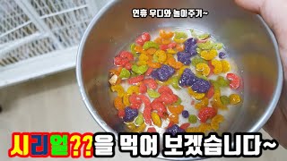 앵무새 기운이 솟아나요!~ 시리얼을 먹여보자~