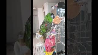 한스마카우 앙꼬ㅡ 산토끼 연습하다 꼼수를~~!!