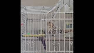 장난감과 씨름하는 순이 #앵무새장난감 #코뉴어 #par…