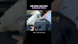 래브라도 리트리버의 절친 코카투 앵무새