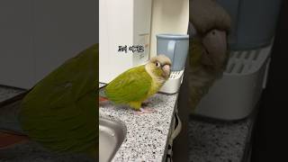 말하는 코뉴어 앵무새 조이