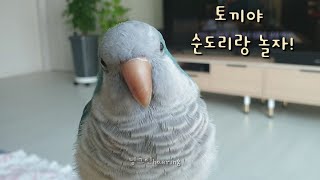 퀘이커앵무 순도리~ 산토끼 매력에 빠지다