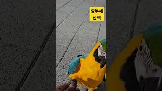 앵무새 야간 산책 #parrot #앵무새 #노래하는앵무…