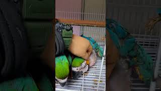 청금강 이유조 #parrot #앵무새 #birds #pets #cute