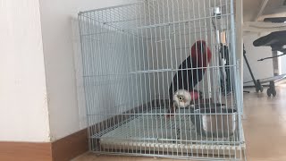 마마 새장탈출 합니다