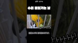 [수리] 병원왔더니 잔뜩 쫄은 앵무새 / #말하는앵무새 #아마존앵무 #앵무새키우기