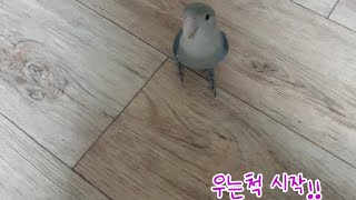 주인이 울면 앵무새는 어떻게 반응할까?
