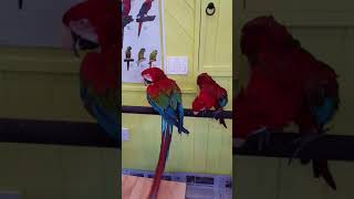 홍금강 앵무새 두아이 서로 친한모습
