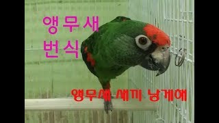 앵무새를 잘 키우려면 12  (앵무새 번식 시켜보기) …