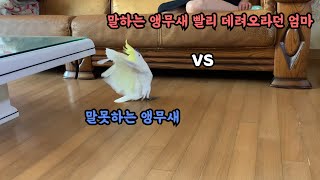 말하는 앵무새를 원했지 사람 놀리는 앵무새를 데려오라고는 안했다... 엄마 개무시하는 앵무새ㅋㅋ