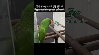 [지구] 간식 먹으러 나가고 싶은 앵무새 / Jigoo wants to go out and snack / talking parrot