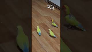 사랑 모란 코뉴어