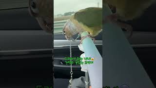 하찮은 부리 열일중 ㅋㅋ #코뉴어앵무새 #로안이