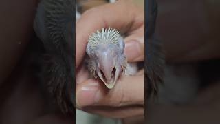 심장에 치명적인 이유                      #반려조 #앵무새 #썬칙코뉴어 #이유조 #가정분양 #parrot