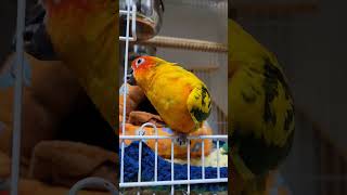 뚜비 월동준비 예쁜 포치 #내돈내산 #따숩다#썬코뉴어 …