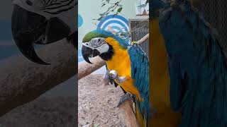 동물미슐랭스타                                         #광주광역시 #광주동물원 #동물원 #청금강앵무새  #바다의왕자동물사육사블로그