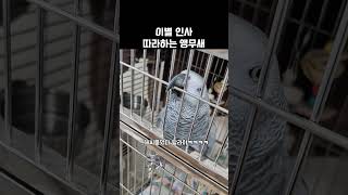 출근하는 엄마한테 ‘갔다올게~’ 해주는 앵무새