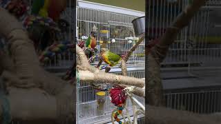 싸움을 멈추게하는 마법의 효자손