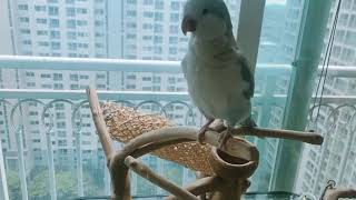 흥오른 퀘이커앵무새 일구~~!! 신나서 부르는 일구송 