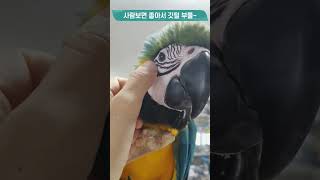 무럭무럭 자란 청금강 아기 소리, 멋진 앵무새 되거라~~ #shorts