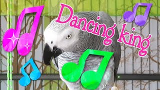 dancing parrot [연구대상앵무새똘이]