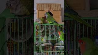 말하는 앵무새 퀘이커 몽실이#퀘이커앵무새#말하는앵무새