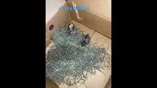 #fyp #birds #newborn