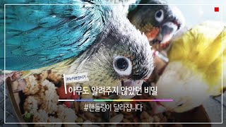 애완조 코뉴어 분양시기가 중요한이유에 대한 영상입니다.