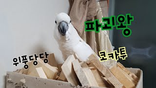 정반대 성격의 앵무새들의 파괴력 차이는?