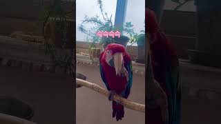 양치질하는 앵무새 노을이 #parrot #macaw #반려동물 #홍금강