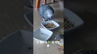 앵무새들의 먹방  #parrot #앵무새 #birds …