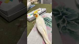 왔다 갔다 들었다  놓았다 하는 바쁜 새   #pets #cockatiel #코카틸앵무새 #왕관앵무 #루티노