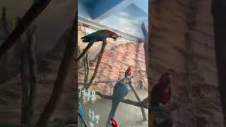 금강앵무@쭈야TV