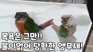 목욕하고 싶은 앵무새의 당황스런 이야기#코뉴어앵무새#c…