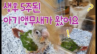 코뉴어 앵무새 ) 5주된 이유조 아기앵무새 또치가 처음…