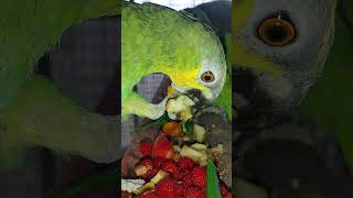 아마존 앵무새 발 톱은 맹금류 아침에 어깨에 날라와 않는 순간 ㅠ 아파서 ㅠ 번식조인데 애완조가 되었어요 너무 친해도 겁나요